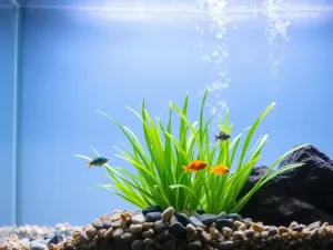 Jaka temperatura w akwarium jest optymalna dla ryb?